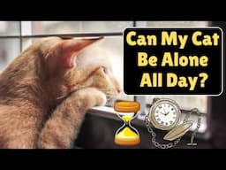 My Cat Is On Its Own All Day! Is It Feeling Lonely And Neglected?