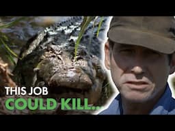 Why Rangers Harvest Croc Eggs...