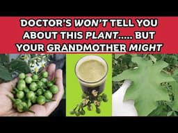 Susumba (Turkey berry): The Weed That Fights Anemia, Infections & More | Earth's Medicine