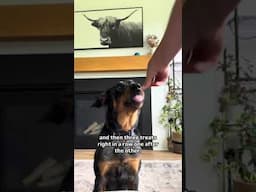 Using Treat Trains #dogtraining #dogbehavior