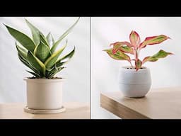 10 Best Air Cleaning Plant Ideas for Indoor Spaces