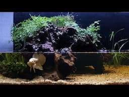 Aquarium Decoration Idea Setting Up The Best Tank For My Betta Fish