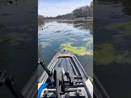 Running Over Fish to Find Fish