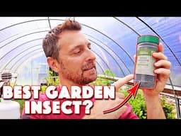 Am I CRAZY For Putting These Insects In My Garden? How To Add Beneficial Insects