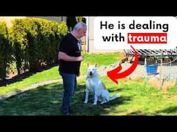 How To Stop Your Dog Attacking Dogs On Walks