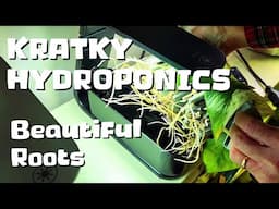 TRANSFER TO KRATKY HYDROPONICS