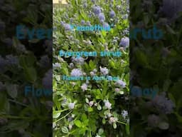 Ceanothus or Californian lilac in full flower #gardenerben