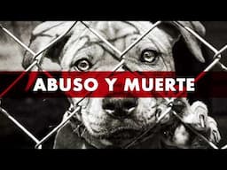 El horror detrás del MALTRATO ANIMAL en Hollywood