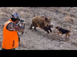 HUGE BOARS, FEARLESS DOGS: INCREDIBLE HUNTS, PERFECT SHOTS!