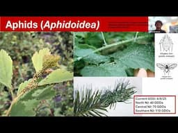 Rutgers Nursery IPM Webinar April 8 2025