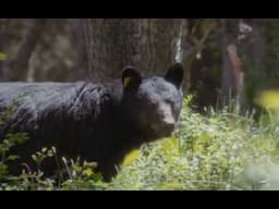 This Bear Killed 7 year old Barbara Coates