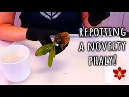 How to repot your first Polychilos or Novelty Phalaenopsis Orchid