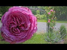 You NEED this Summer Romance Rose! 😍🌷