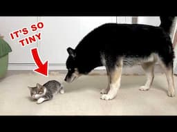 We've Adopted an Abandoned Kitten! My Dogs' And Cats' FIRST Encounter With New Kitten