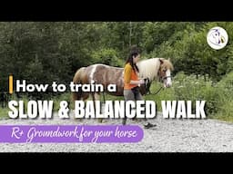 How to Train a Slow Balanced Walk. R+ Groundwork for Your Horse