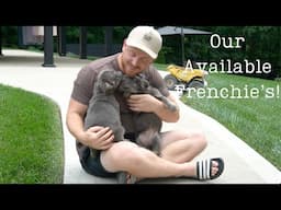 Our Available French Bulldog's!