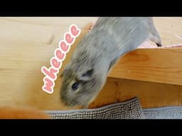 Just a Regular Morning with the Guinea Pigs