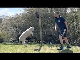 Rescue lamb and guy are BFFs