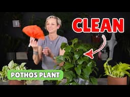 🧼 How To Clean Pothos Plant | Easy Dusting & Deep Cleaning Tips 🌿