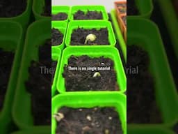 Do you start from seed? Give your best advice!