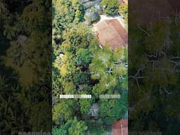 Vídeo novo no domingo: projeto resgata história milenar da Amazônia #teaser #shorts #amazon