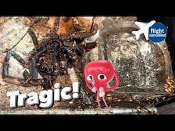 Overseas for just 4 days.. tarantula dies 😔 ~ Should I have NOT gone??