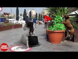 Top Funniest Bushman Prank Compilation 2025 !!