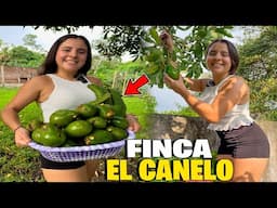 Temporada De Aguacate y Paterna En La FINCA El Canelo De Mi Amiga @rosalba5033 *El Salvador*