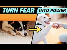 How to Turn Your Fearful Dog into A Fearless Protector 🐕🛡️