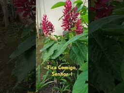 Fica Comigo, Senhor! - Pe. Pio