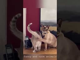 The Most Adorable and Funny Animal Moments of the Year 😂