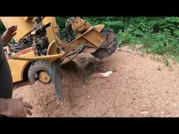 Clearing the Way Grinding 3 Stumps for a Backyard Pool!