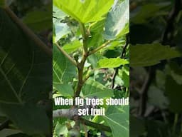 Fig Trees: When Should They Set Fruit & How to Fix It #fig #figtree #figboss #gardeningtips