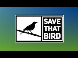 Save That Bird - many don't survive