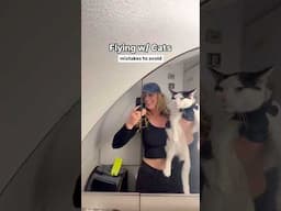 How-To: Fly w/ Cats! Everything you need to know👇🏻