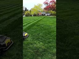 Got stripes? #lawnstripes #mowing #asmr #yarbo