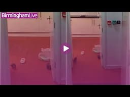 Rats running around Birmingham women's refuge show 'shocking state of UK in 2025'