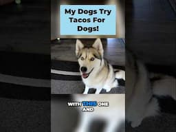 Remember When We Made Dog-Safe Tacos? (Cinco de Mayo Fun!)