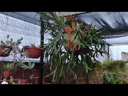 ESTÃO LINDAS MINHAS FOLHAGENS PLANTAS DE SOMBRA morenaflor e cactos 🌵
