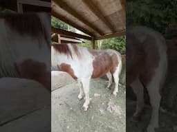She’s The Furriest!! #horses #shorts #shedding