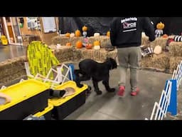 Giant Schnauzer On Haunted Agility Course "Leif" 22 Mo Home Raised Amazing Personal Protection Dog