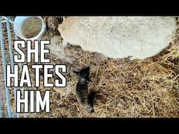 Amazing Recovery And This Ewe Does NOT Like Her Lamb