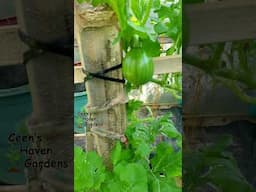 Bush Watermelon #viralshort #gardening #viralvideo #garden #fruits #vegetables #organicgadening