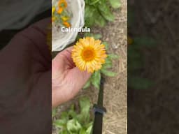 #calendula  #herbs #herbgarden #gardening