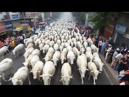 5.2 Million Sacred Stray Cows Become India's Biggest Problem