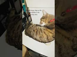 Caught my Cat sleeping on our 45C Broiler Heater😬