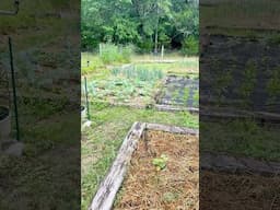 Let's Talk About Garden Pollinators