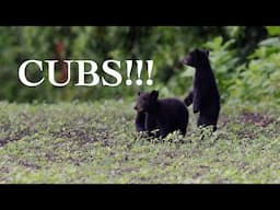Black Bear Cubs Playing