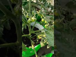 गर्मियों के टमाटर समय से पहले लगा लिए क्यों? #shorts #youtubeshorts #kiranskitchengarden
