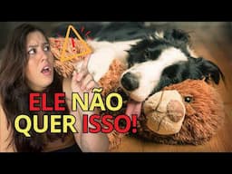 Não É DISSO que seu BORDER COLLIE precisa pra ser FELIZ!